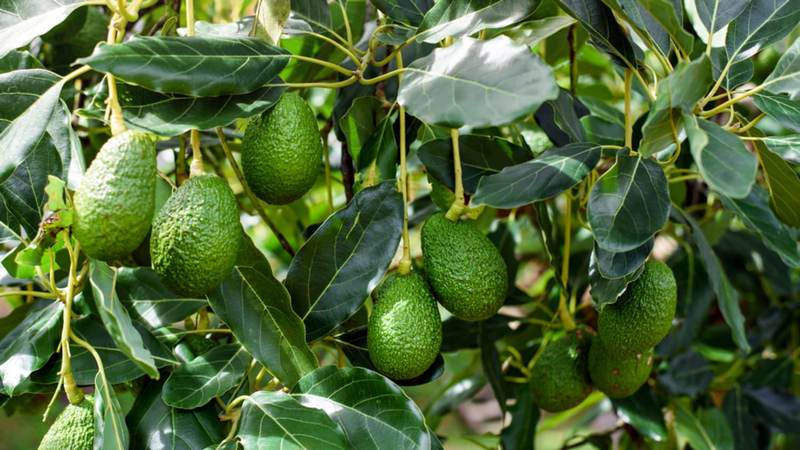 В Грузии появилась первая плантация авокадо