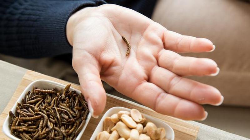 В ЕС легализовано производство продуктов питания из червей