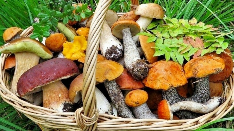В Грузии появился первый онлайн магазин лесных грибов
