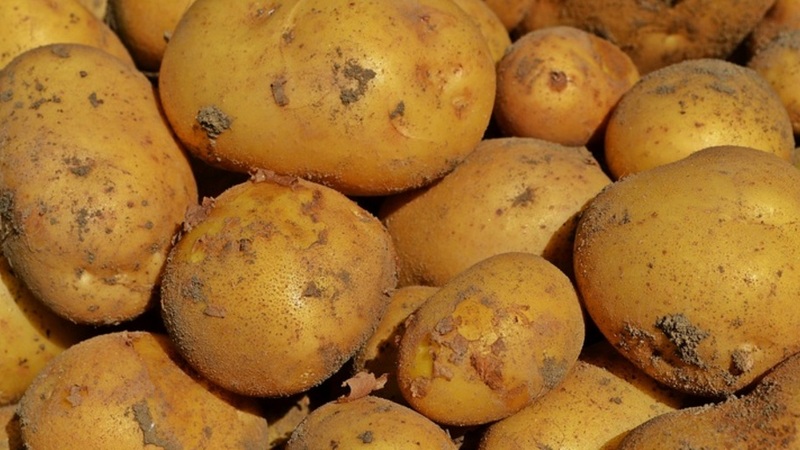 Грузия ставит рекорды по экспорту картофеля