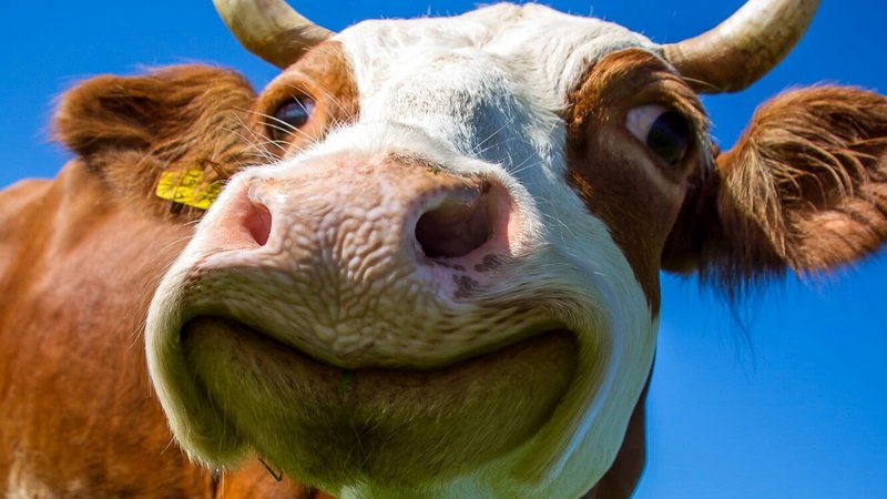 В Грузии решились развивать молочные фермы и животноводство