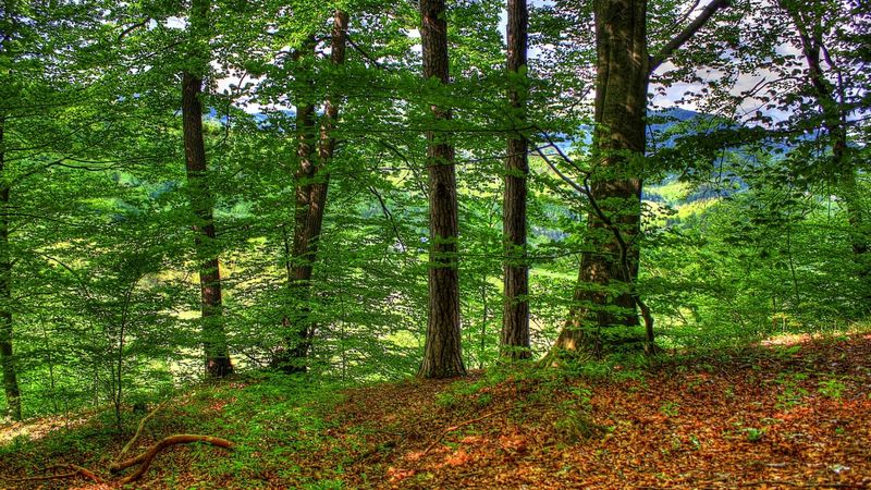 Дары грузинских лесов обложат пошлинами