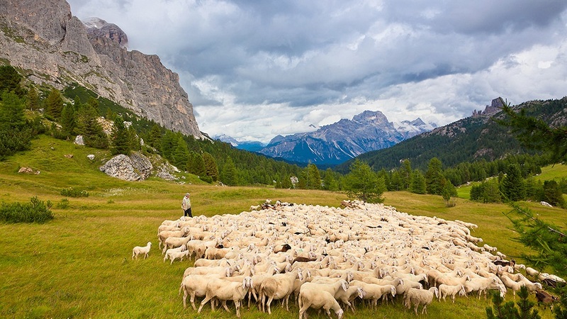 На Ближнем Востоке растет спрос на грузинских овец