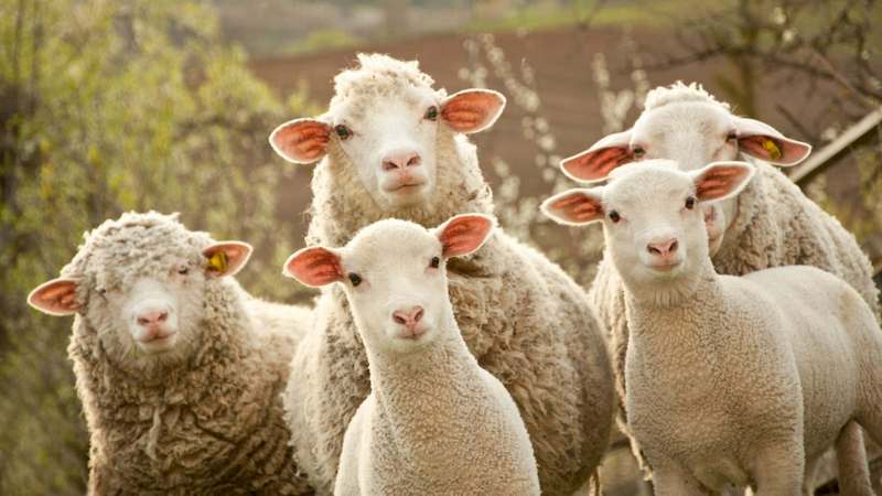 Грузинские овцы пошли на расхват