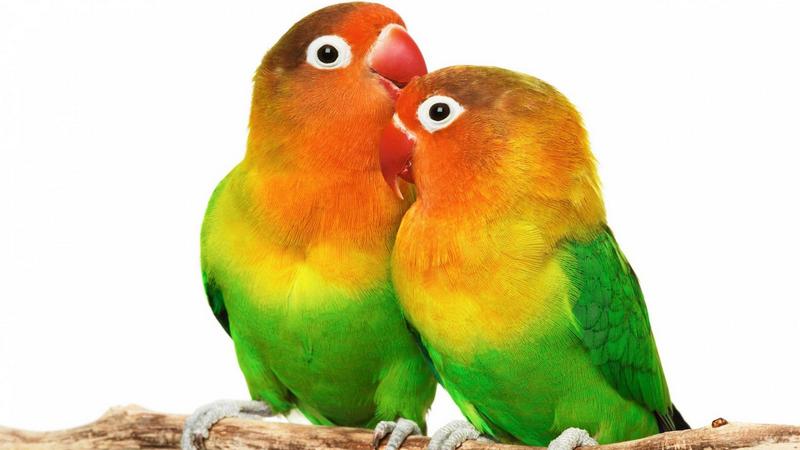 В Гори занялись импортозамещением попугаев